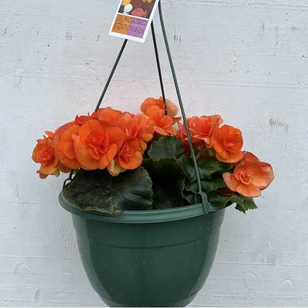 10-Inch Flowering Hanging Basket Mix For Shade Gardens 1