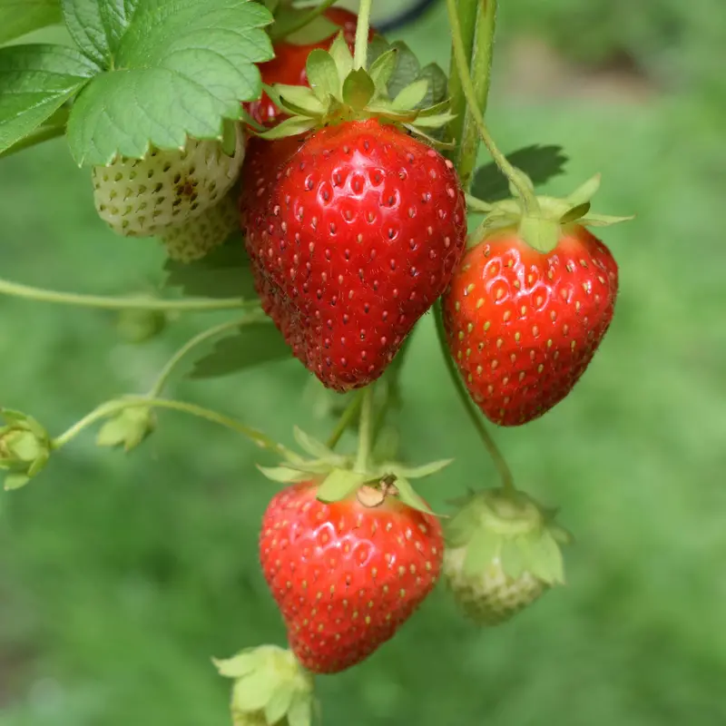 Bare-Root Strawberry Plants – 6-Pack For Home Gardens 1