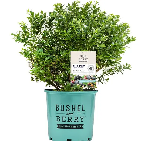 Berrybux Blueberry Variety – 2-Gallon Potted Bush For Fresh Harvests 1