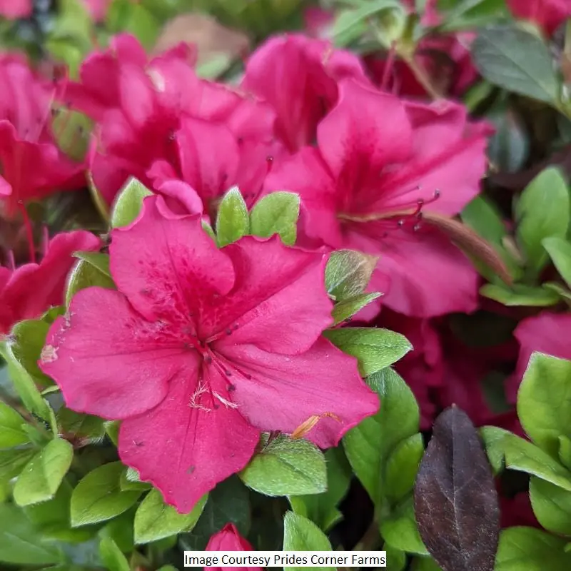 Bixby Azalea – 2-Gallon Acid-Loving Flowering Shrub 1