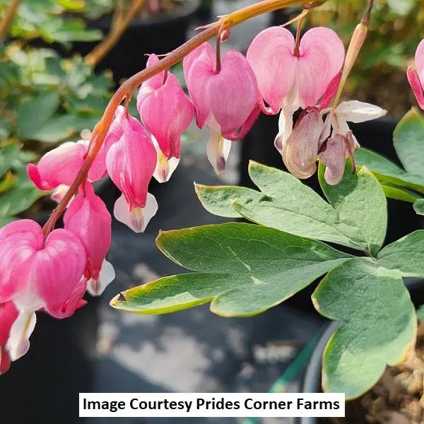 Bleeding Heart Perennial – 1-Gallon Shade-Tolerant Blooming Plant 1
