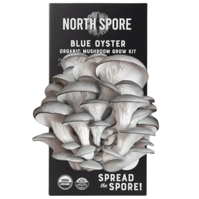 Blue Oyster Mushroom Cultivation Kit – Organic & Easy-To-Use 1