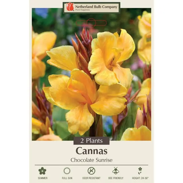 Canna Lily 'Chocolate Sunrise' – 2-Rhizome Planting Pack 1