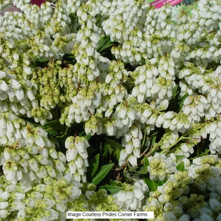 Cavatine Dwarf Andromeda – 2-Gallon Evergreen Shrub 1