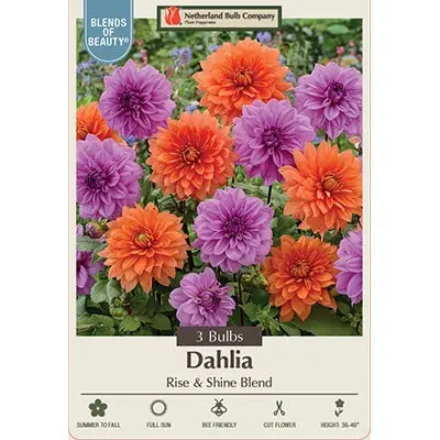 Dahlia 'Rise & Shine' Decorative Blend – 3-Tuber Pack 1