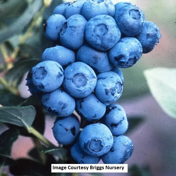 Duke Highbush Blueberry – 2-Gallon Fruit-Bearing Bush For Backyards 1