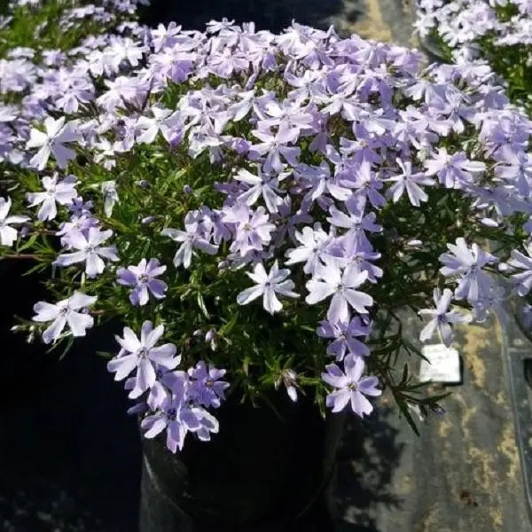 Emerald Blue Moss Phlox Creeping Perennial – 1-Gallon 1
