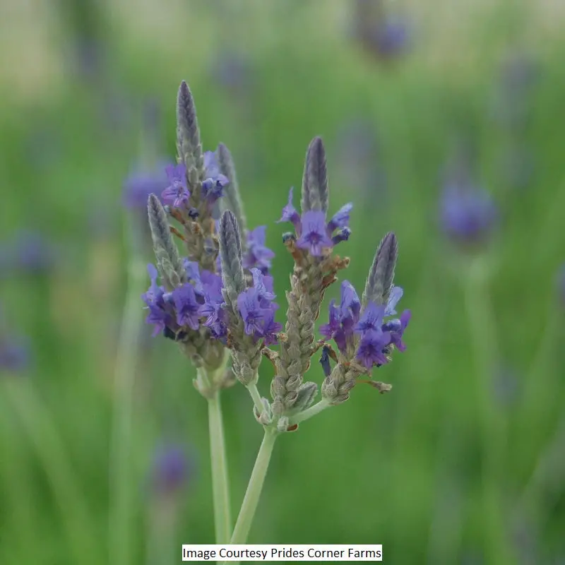Fernleaf Lavender – 1-Gallon Compact Fragrant Herb 1