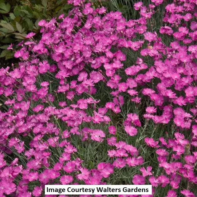 Firewitch Dianthus Perennial – 1-Gallon Heat-Tolerant Bloomer 1
