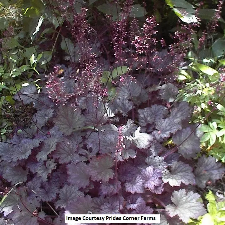 Frosted Violet Coral Bells – 1-Gallon Perennial 1