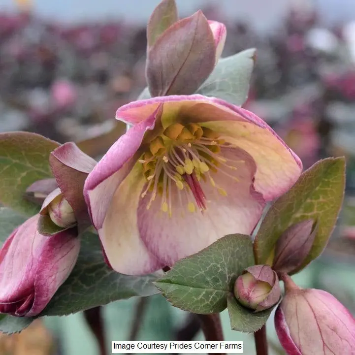 Frostkiss® 'Glenda'S Gloss' Lenten Rose (Hellebore) – 1-Gallon Shade Perennial 1