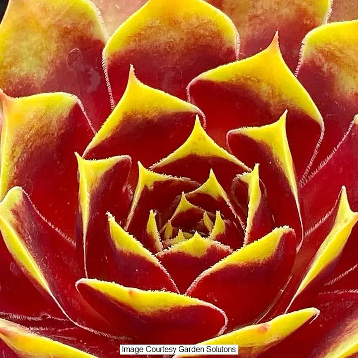 Gold Crown Hen & Chicks Succulent – 1-Gallon Drought-Tolerant Plant 1