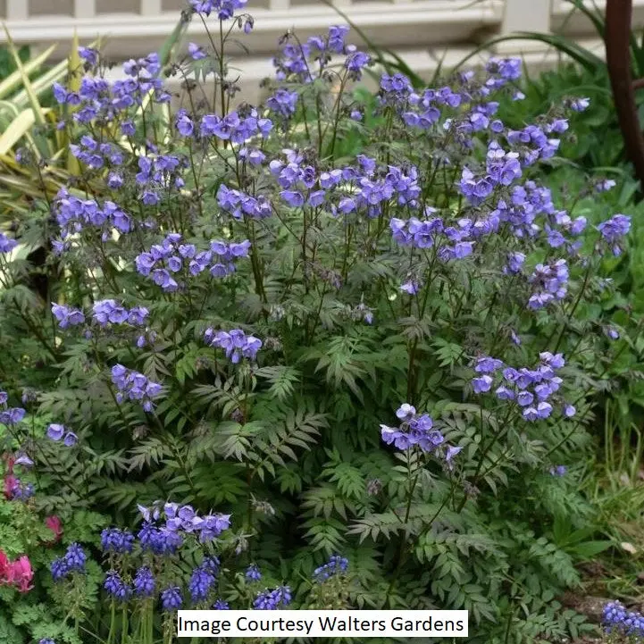 Heaven Scent Jacob'S Ladder Perennial – 1-Gallon Potted Plant 1