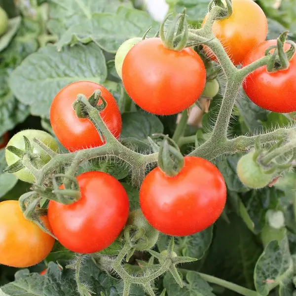 Heirloom Tomato Seedlings – 6-Pack Garden Ready Plants 1
