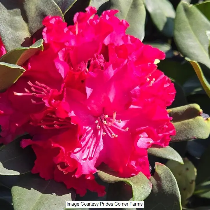 Holden’S Red Rhododendron – 2-Gallon Landscape-Ready Evergreen 1