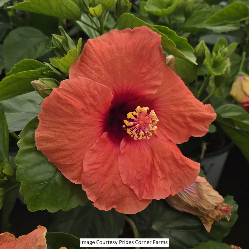 Hollywood Hibiscus Disco Diva – 2-Gallon Shrub 1