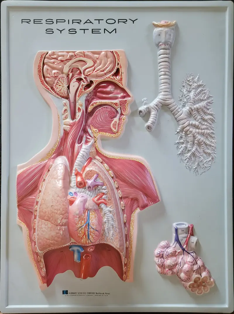 Hubbard 1967 Respiratory System Model – Educational 3D Anatomical Teaching Aid 1