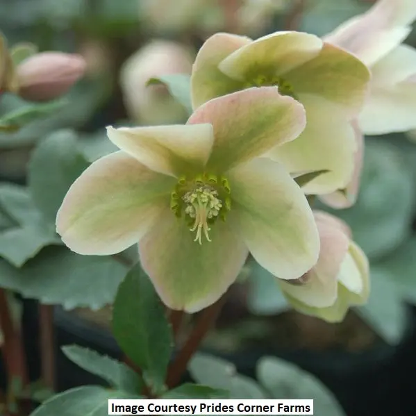 Ivory Prince Hellebore – 1-Gallon Shade-Tolerant Perennial 1