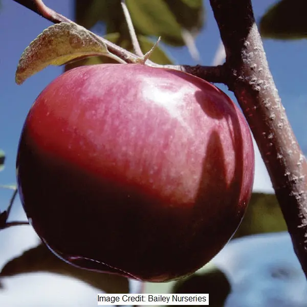 Mcintosh Apple Tree – 7-Gallon Potted 1