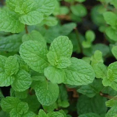 Mojito Mint – 1-Gallon Refreshing Culinary Mint Plant 1