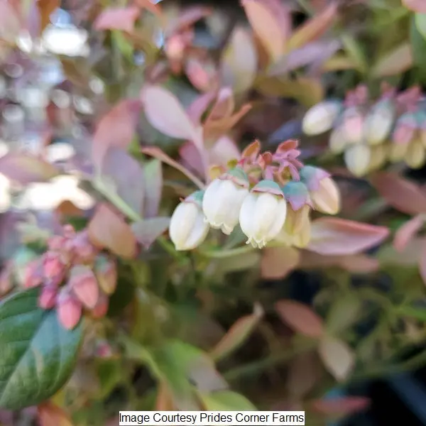 Pink Icing Blueberry Shrub – 2-Gallon Potted Berry Plant 1