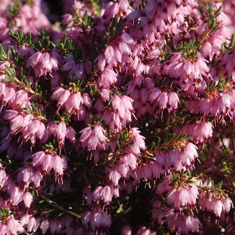 Pink Spring Heather Groundcover – 2-Gallon Evergreen Shrub 1