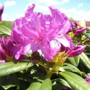 Purple Passion Rhododendron – 2-Gallon Landscape Shrub 1
