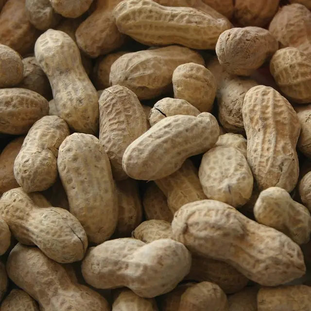 Raw Unshelled Peanuts – Natural In-Shell Snack For Birds & Wildlife 1
