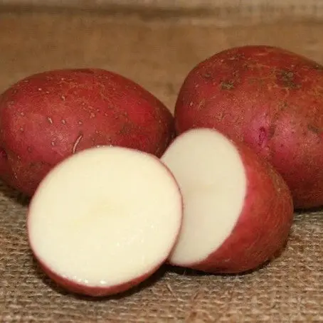 Red Norland Seed Potatoes – 5-Pound Bag For Home Garden Planting 1