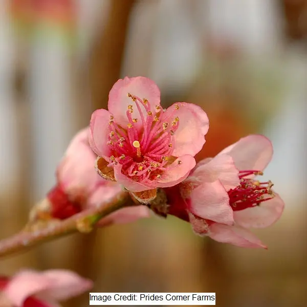 Reliance Peach Tree – 7-Gallon Potted Or Bare-Root Variety 1