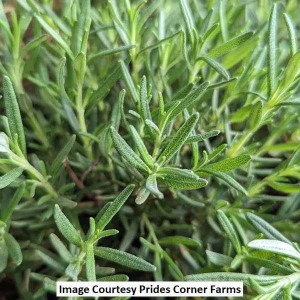 Salem Rosemary – 1-Gallon Upright Culinary Herb Plant 1