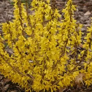 Show Off Sugar Baby Forsythia Shrub – 2-Gallon Spring Bloomer 1