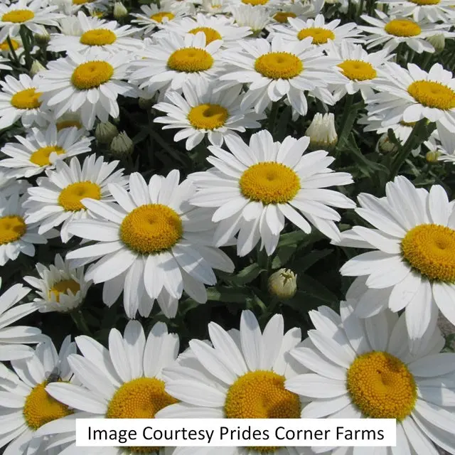 Snowcap Shasta Daisy – 1-Gallon Perennial 1