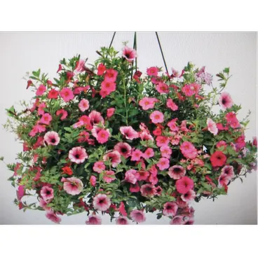 Sun-Loving Flowering Hanging Basket – 10-Inch Assorted Varieties 1