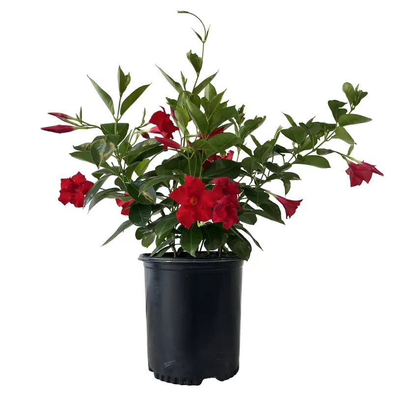 Sundenia® 'Red Improved' Mandevilla Vine – 2-Gallon Climbing Tropical Plant 1