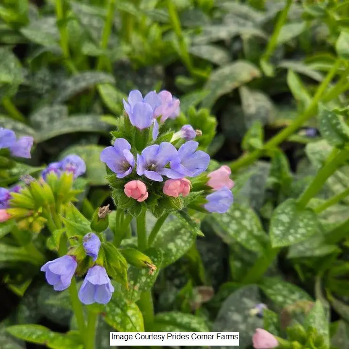 Twinkle Toes Lungwort – 1-Gallon Perennial Shade Plant 1