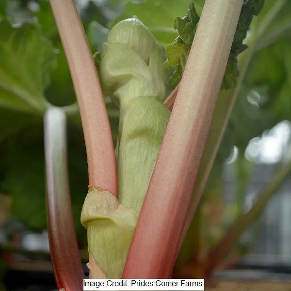 Victoria Rhubarb Plant – 2-Gallon Potted Perennial 1