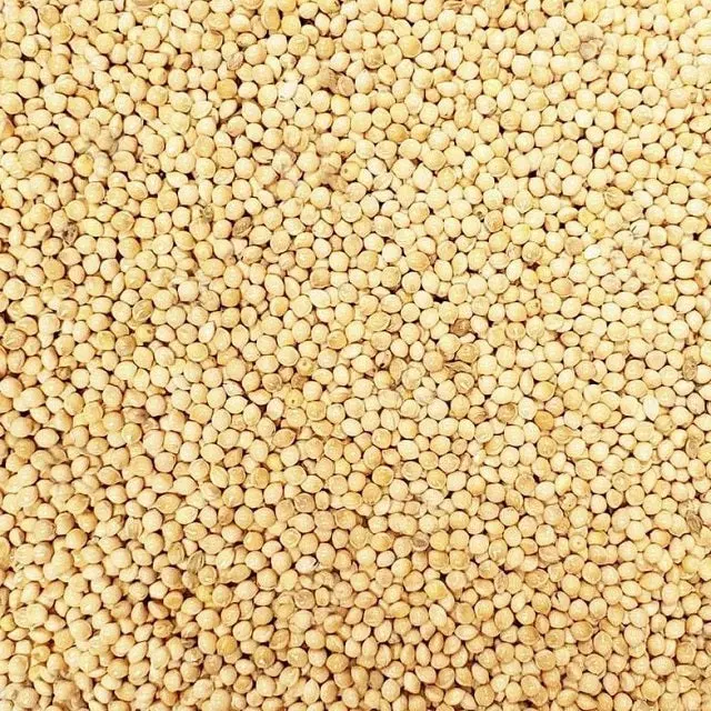White Millet Bird Seed – Small-Seed Favorite For Sparrows & Doves 1