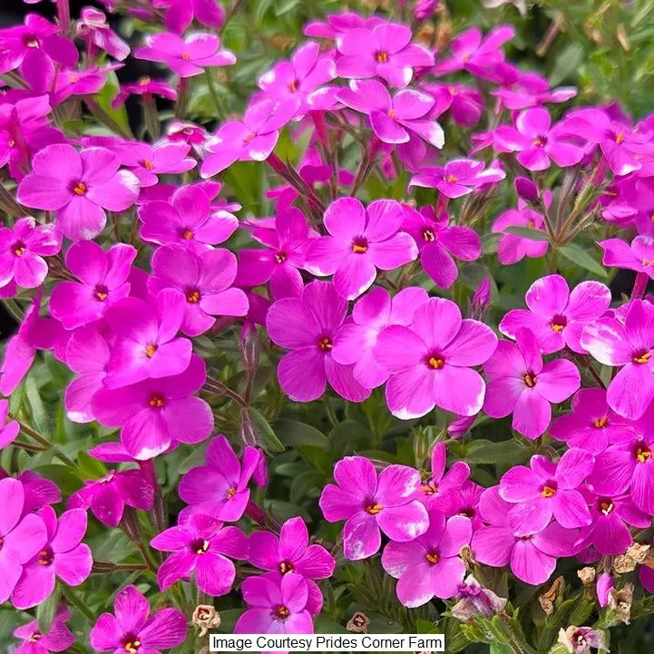 Woodlander Pink Phlox Groundcover – 1-Gallon Nursery Pot 1