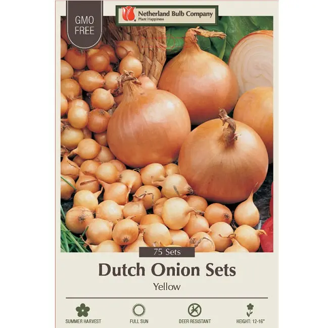 Yellow Dutch Onion Sets – 75-Bulb Pack 1