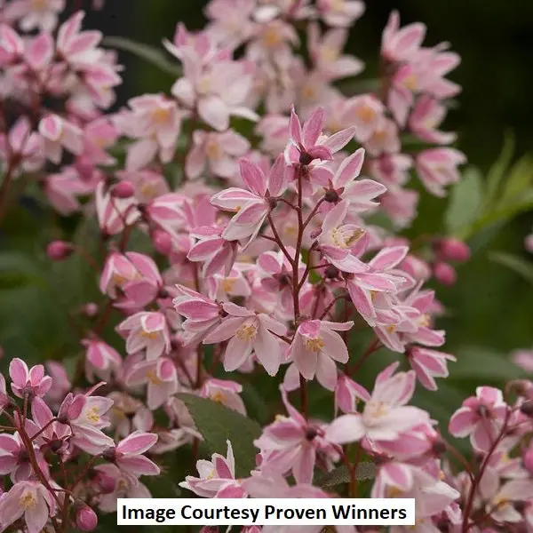 Yuki Cherry Blossom Deutzia Shrub – 2-Gallon Ornamental Deciduous 1