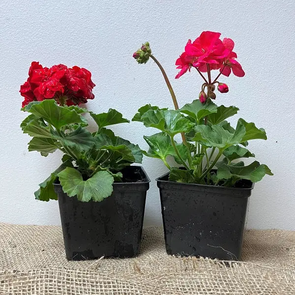 Zonal Geranium – 4.3-Inch Pot, Vibrant Blooming Annual 1